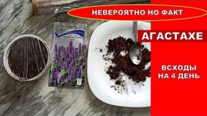 Сею Многолетник, зацветает в первый год! Растение с ароматными листьями - Агастахе Виват Синий