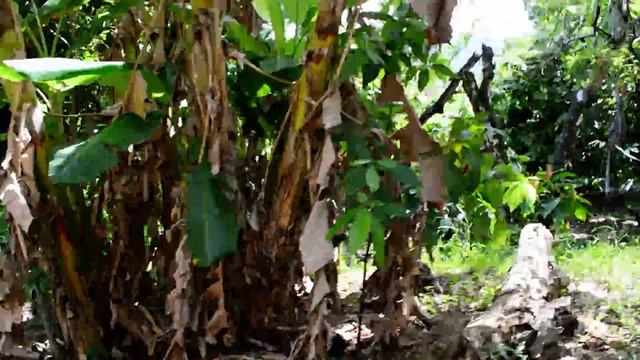 Доминиканская республика Дорога на ранчо.