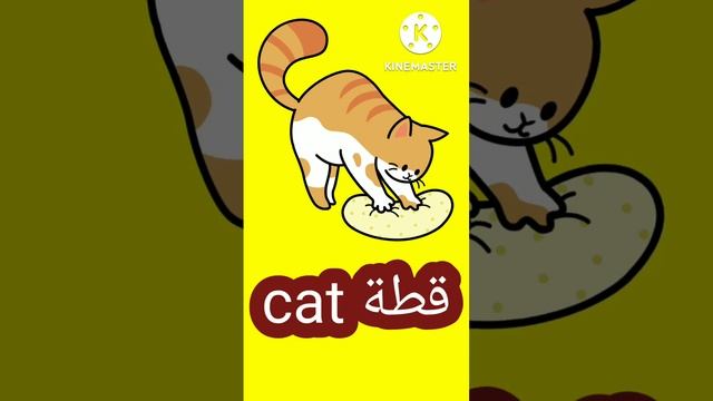  قطة بالانجليزي  cat
