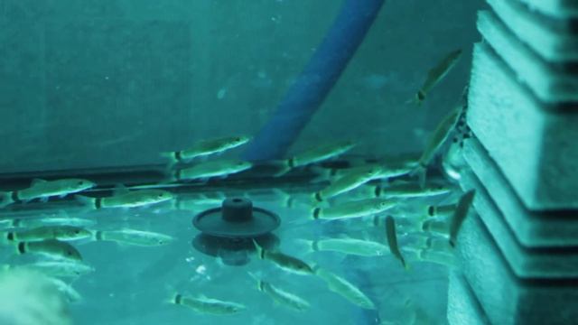 Мальки боции леконта смотреть онлайн