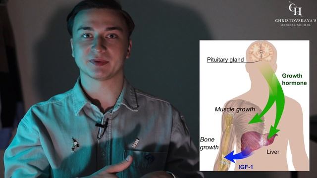 Соматотропин | Биохимия (СТГ, Гормон роста, функции гормона роста, недостаток гормона роста)