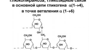 Гликоген.