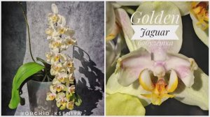 Phal. Golden Jaguar 🐆 Домашнее цветение орхидеи бабулетки Голден Ягуар | Обзор сорта 🌼