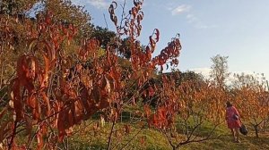 37. Снова на зиму в Абхазию. День 37, 12.11.2024. Фотосессия в мандариновом саду