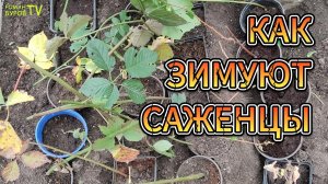 ✅ Секреты выживания 🌱 саженцев ЗИМОЙ 🌨 или как зимуют саженцы винограда, ежевики и смородины🍇