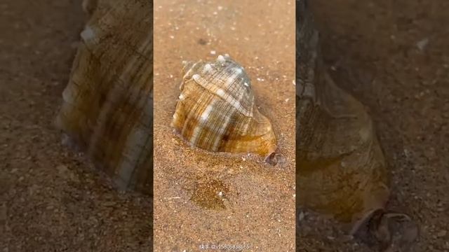 Amazing Fishing Videos 🐙 Catching Seafood Monster Include Lobster, Octopus, Crab, Fish #Seafood смотреть онлайн