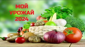 МОЙ УРОЖАЙ 2024.