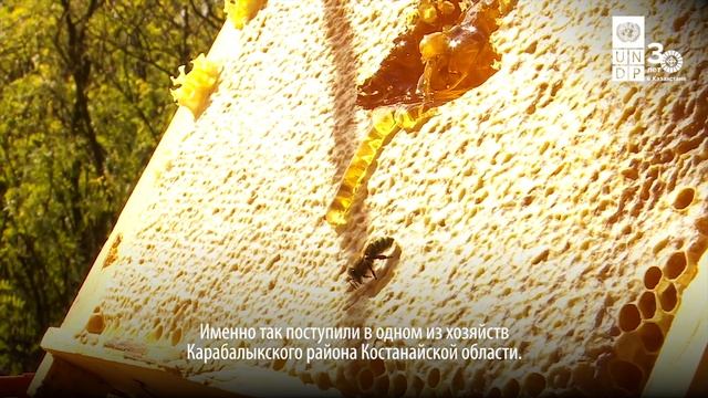 Спасение пчел: как синтетические препараты угрожают биоразнообразию и как мы можем помочь?