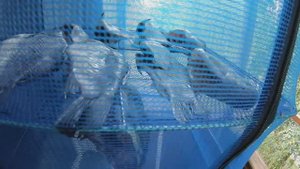 ВЯЛИМ небольшого КАРПА и КАРАСЕЙ