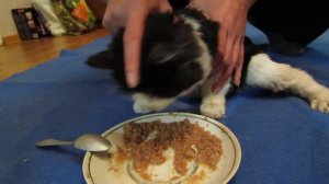 Котёнок с ДЦП.