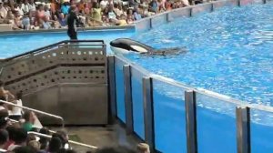 Dawn Brancheau performs with Killer Whale in Florida,7-2009 at Sea World.