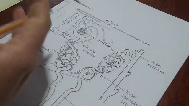 Nefron y etapas de formación de la orina