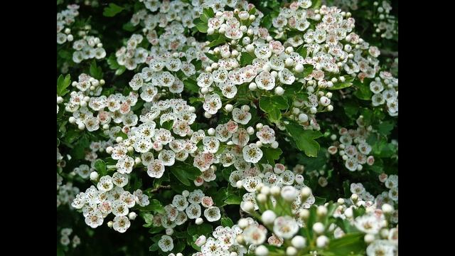 Сердечно-сосудистая система и другое действие, Цветы боярышника, Мой опыт смотреть онлайн