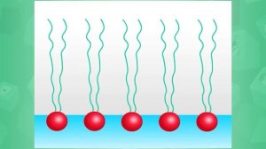 8 сынып. Биология. Көмірсулар мен липидтер