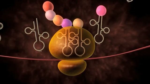 Терапевтический ангиогенез. Механизм действия Неоваскулгена
