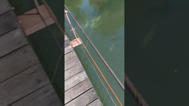ловля красной рыбы # кета #Камчатка #краснаярыба #рыбалка