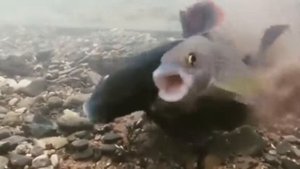 Кричащая рыба