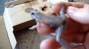 вскрытая лягушка