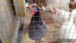 домашняя птица- курица.mp4