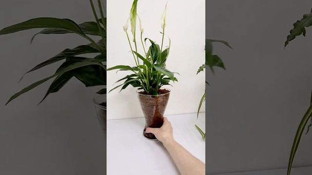 #sphagnum_eco #сфагнумфускум #plants #спатифиллум #spathiphyllum #flowers #ароидные #растения #plan смотреть онлайн