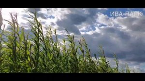 ИВА-ПАРК. Плантация ивы Американки гигантской после заморозков.