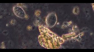 ОПАЛИНЫ - Таинственные гиганты в мире одноклеточных