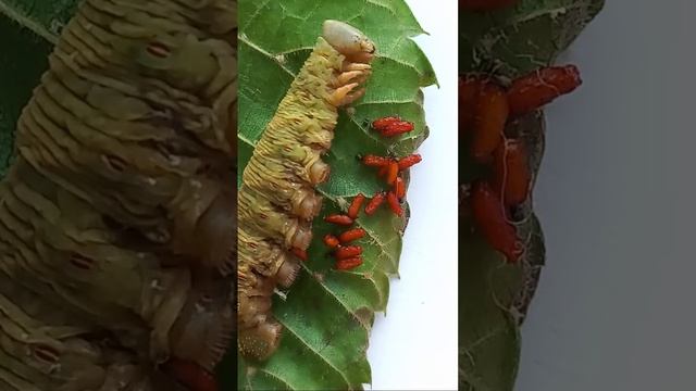 ПАРАЗИТОИДЫ🐝 СЬЕЛИ ЛИПОВОГО🦋 БРАЖНИКА, Київ, Україна. PARASITOIDS ATE CATERPILLAR of SPHINX MOTH.