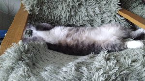 котя чистюля видео