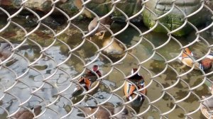 Московский зоопарк. Утка мандаринка.