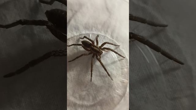 wolf spider смотреть онлайн