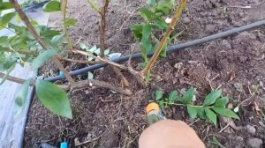 ЛЕТНЯЯ обрезка голубики перед подкормкой и обработкой. ЧАСТЬ 1