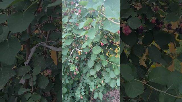 Немного про иргу смотреть онлайн