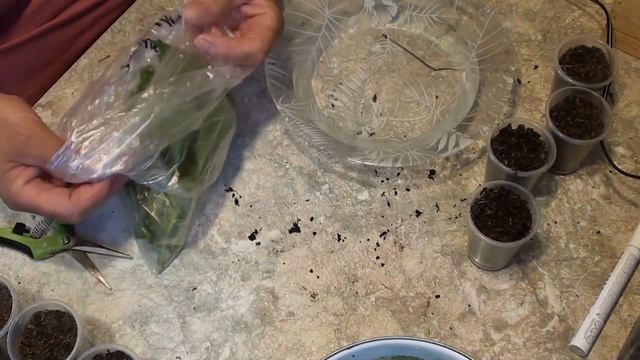 Летнее черенкование клематисов и крупнолистных гортензий.