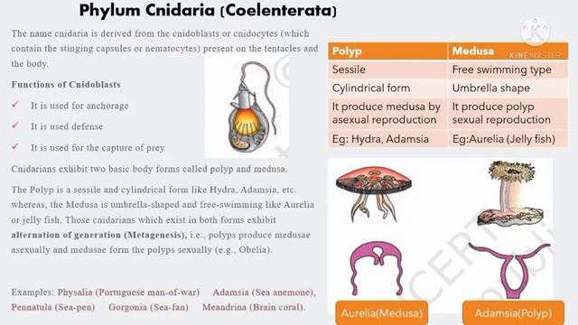 1 ZOOLOGY l ANIMAL KINGDOM l Revision focus area based Part 1  Previous year questions l BIOFOCUZ