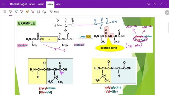 SK025 : CHAPTER 12 AMINO ACIDS 12.1 Introduction to Amino Acids - Part B-ii