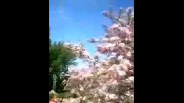 под сенью девушек в цвету смотреть онлайн