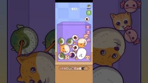 Эволюция Котов Мемов в Шайлушая , Максимальный уровень ! Merge fellas game play