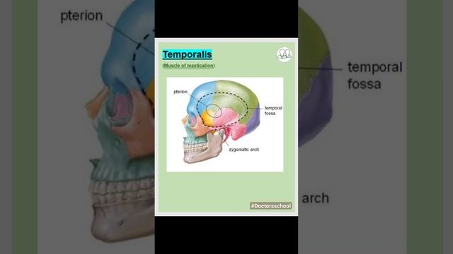 #Temporalis#Anatomy#Muscle#MBBS#Doctorsschool