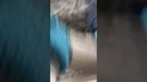 Мультики мишки мимимишки