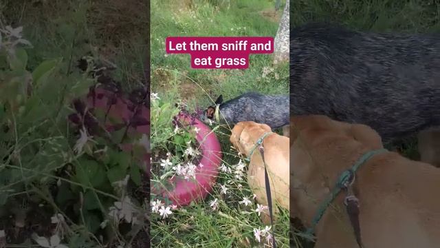 Depending on the breed, dogs have up 100 million or more scent receptors in their noses than humans смотреть онлайн