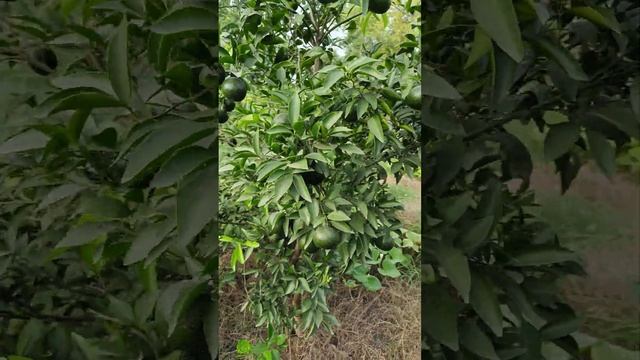 orange fruiting on small plant