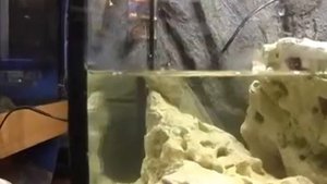 Илистый прыгун  с него все начиналось