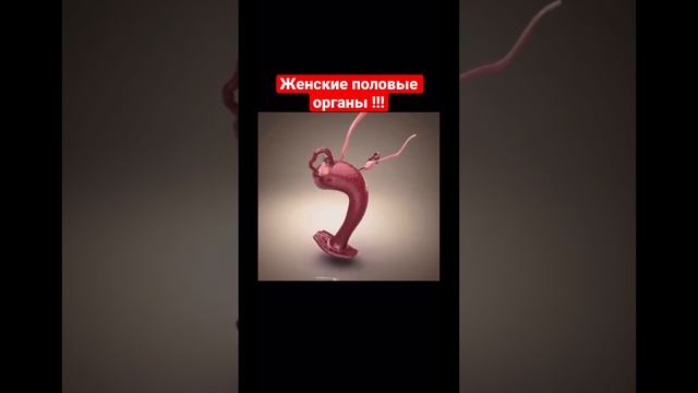 Женские половые органы вот так выглядит на 3D макете! смотреть онлайн
