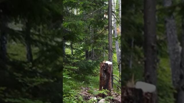 #тайга #природа #дикиеживотные #косуля #крайсуровыхлюдей смотреть онлайн