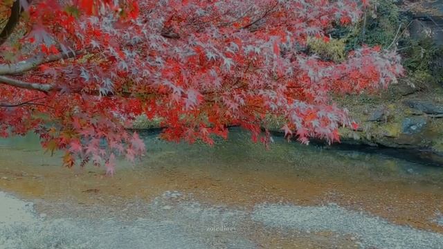 A Fine Autumn Day 🍁- Gentle Breeze, Piano and Autumn ambience смотреть онлайн