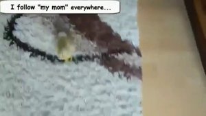 078  Забавное Видео из жизни утки   Смешные утки Сборник