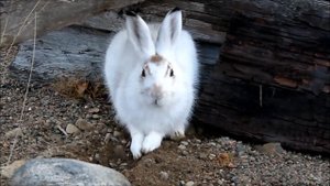 Арктический заяц беляк.mp4