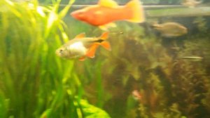 20160328 210315 тетра - платвичка