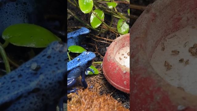 Ужин #shortvideo #москва #zoolife #экзотика #zooanimals #зверьёмоё #zoo #лягушка #древолаз #ужин