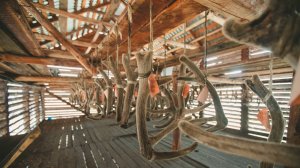 Мараловодческое хозяйство в Алтайском крае.